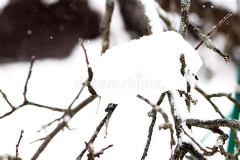 Branches Of Trees Covered With Snow In The Winter Garden Stock Image