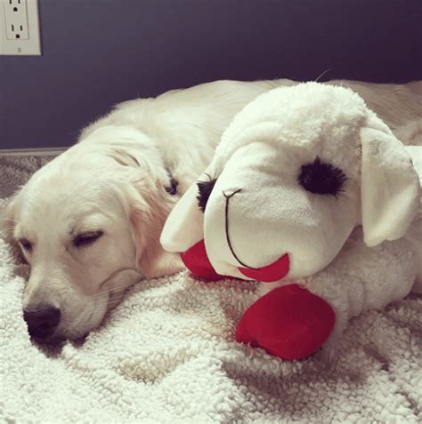 40 Cute Pictures Of Animals With Their Own Petspets With Their Toys