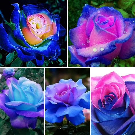 Buy 20 Rare Rose Bush Seeds For Planting Fragrant Rose Bush Seeds