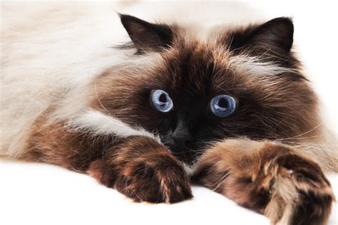 Himalayan Cat Cat Breed History And Some Interesting Facts
