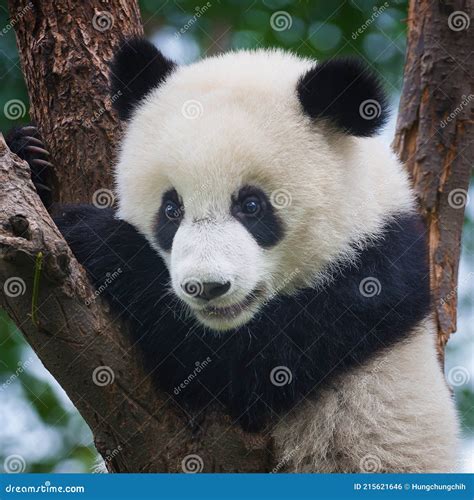 Giant Panda Bear Climbing In Tree Stock Photo Image Of Isolated Cute