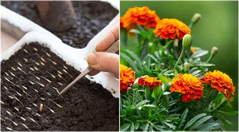 Great Flower Seeds To Sow Now Indoors Have Them Ready For Spring