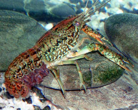 Procambarus Virginalis Marbled Crayfish Doc Ing Jiří Patoka