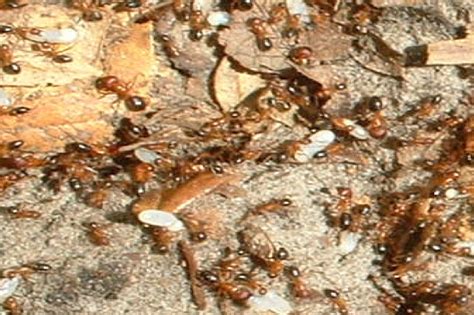 Carpenter Ants How To Identify And Remove Them