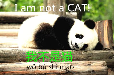 5 Chinese Words You Didnt Expect To See A Cat In