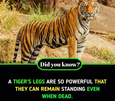 Facts About Tiger/Did You Know/Do You Know/Facts | Tiger facts, Did you know facts, Facts