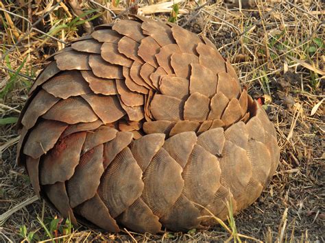 Living On Earth At Risk The Pangolin A Mammal With Scales