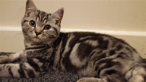 Cat british shorthair silver tabby wrapped in blanket. British shorthair silver tabby kittens | in Leicester ...
