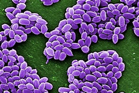 Ai Can Now Detect Anthrax Which Could Help The Fight Against