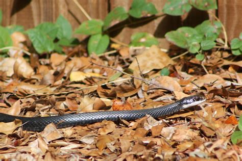 It's a common garter snake and not poisonous. Yard Snake | Flickr - Photo Sharing!