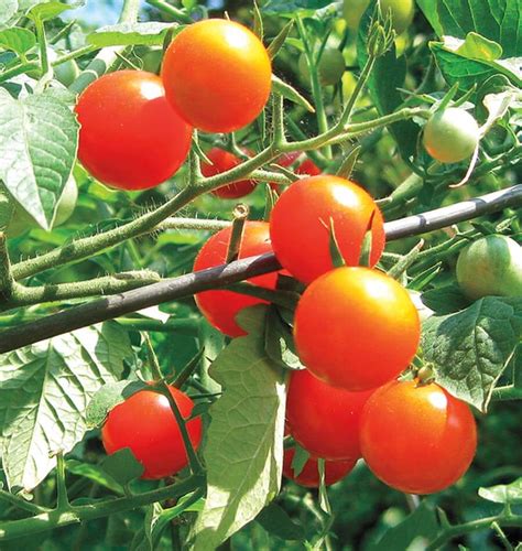 Gardeners Delight Cherry Tomato Seeds West Coast Seeds