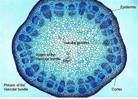 Young Woody Stem Pith Xylem Phloem Vascular Cambium Cortex