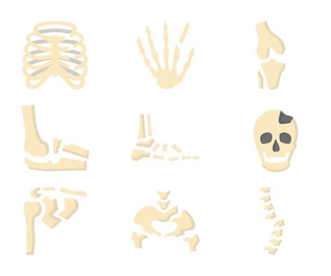 Full Human Skeleton Clip Art Illustrations Royalty Free Vector