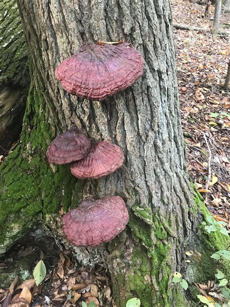 Reishi Mushrooms Rforaging