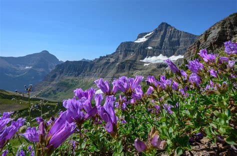 Purple Flowers On Mountain Side Picture Image 84907344