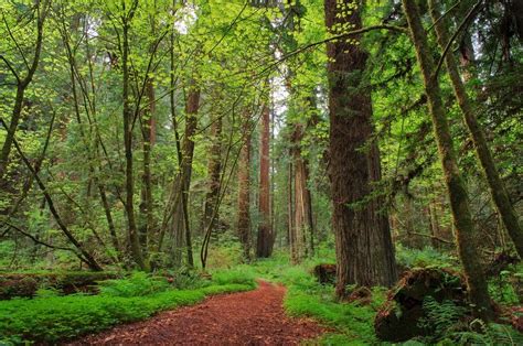 Redwoods Avenue Of The Giants Northern California Landscape