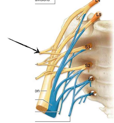 Gross Anatomy Glossary Lumbosacral Plexus Nerve Anato