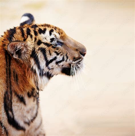 Profile Of An Indochinese Tiger Side View Of An Adult Indochinese