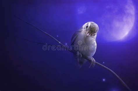 Bird Is Sitting On The Tree Branch In The Moon Light Stock Image