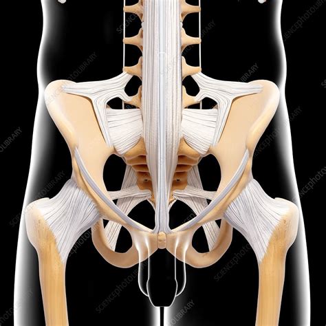 Male Pelvic Bones Artwork Stock Image F0075167 Science Photo
