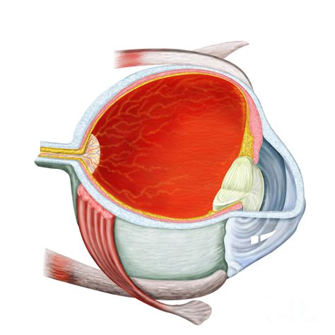 Cross Section Of Human Eye Digital Art By Stocktrek Images