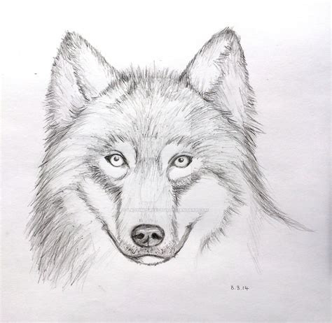 Pencil Sketch Of Wolf At Explore Collection Of Pencil Sketch Of Wolf