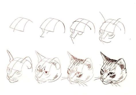 Pin By Sol Invernizzi On Dibujos A Lapiz Draw A Cat Animal Drawings