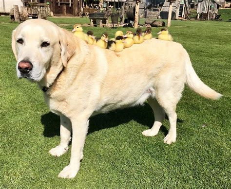 Meet The Labrador Who Adopted Nine Orphaned Ducklings Pics Us Weekly