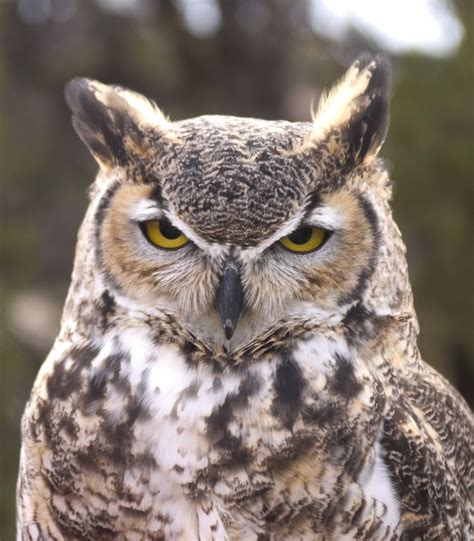 Download New Mexico Wildlife Species Public Domain Owl Species