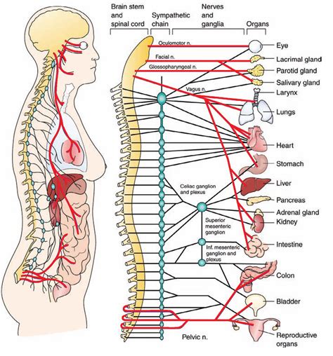 0084 Anatomy Of The Autonomic Nervous System The Red Lines Represent