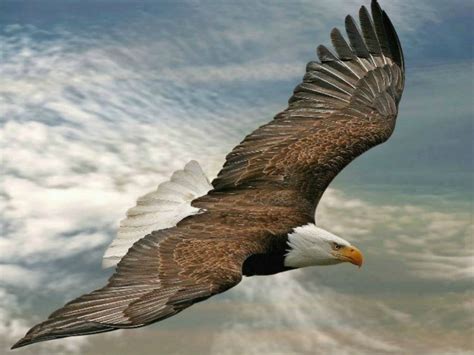 Flying Eagle One Hd Wallpaper Pictures Backgrounds Free Download