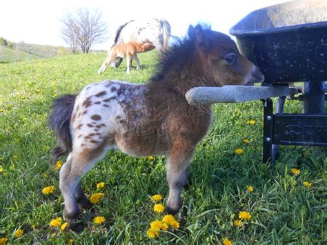 Cute Animal Mini Horse Appaloosa