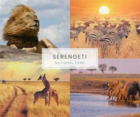 Serengeti National Park Offers A Once In A Lifetime Experience For