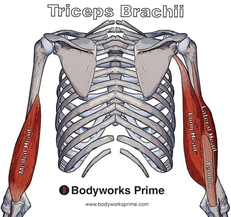 Triceps Brachii Muscle Attachments Supply And Functions Kenhub