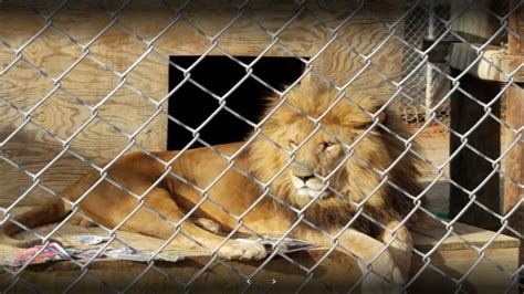 Lion Kills Worker After Escaping Locked Area At Conservatory