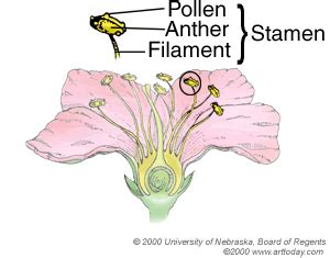 These plants can pollinate themselves, although pollinators such as bees, butterflies and wasps also may visit these flowers and carry pollen from plant to plant. BIOLOGY notes: Unit 3 Lesson 1: childofthecornx — LiveJournal