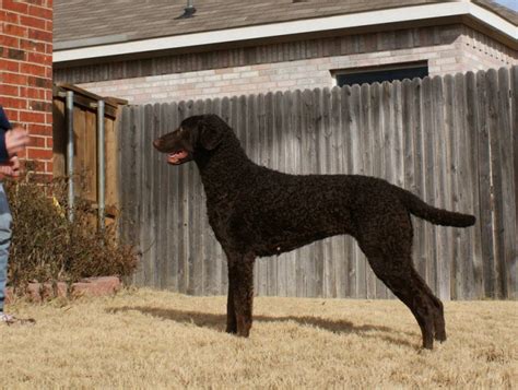 A curly coated retriever puppy needs more socialization than other retrievers to develop a confident temperament. SoftMaple Curly Coated Retrievers | Hunting Dog Breeders