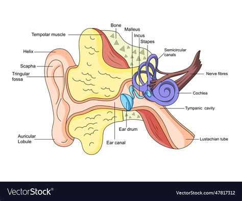 Human Ear Structure Scheme Royalty Free Vector Image