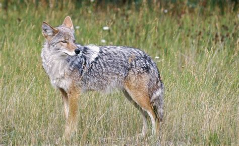 Residents Chased Nipped By Aggressive Coyote 1bsf