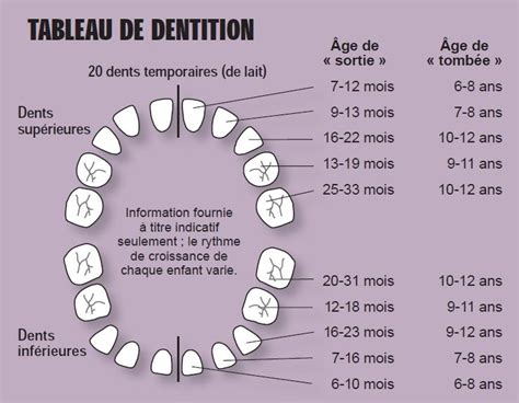 Les dents et leur numérotation Word Search Puzzle Words Ontario