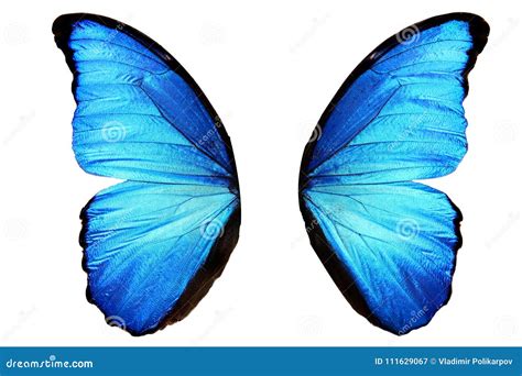 123078 Butterfly Wings Stock Photos Free And Royalty Free Stock Photos