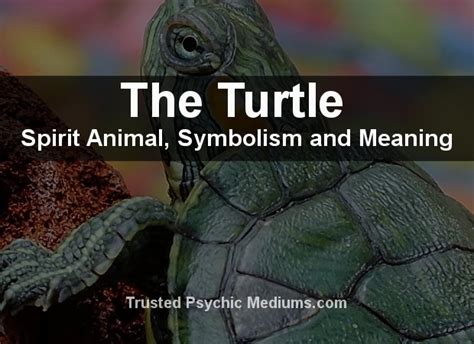The Turtle Spirit Animal A Complete Guide To Meaning And Symbolism