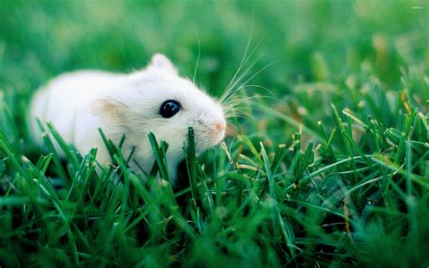 White Hamster In Grass Wallpaper Animal Wallpapers 29637