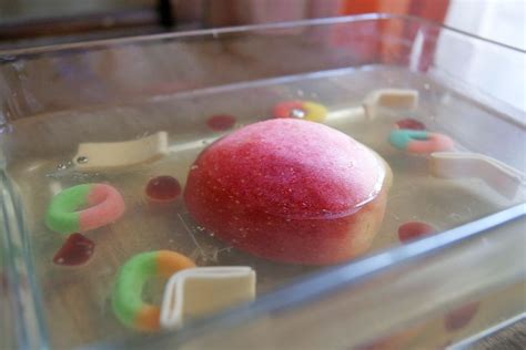Instructions For Making A Jell O Cell Cells Project Edible Cell