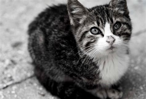 Free Picture Cat Cute Domestic Cat Animal Pet Carnivore Kitten
