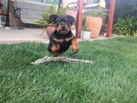 All guardian rottweiler puppies, youth and adults are fed exclusively a raw and fresh foods diet. Rottweiler Puppy Female for Sale in Estacada, Oregon ...