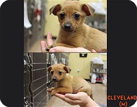 Chihuahua x boxer = boxachi. Boxer/Chihuahua Mix Puppy for adoption in Garden City, Michigan - Cleveland