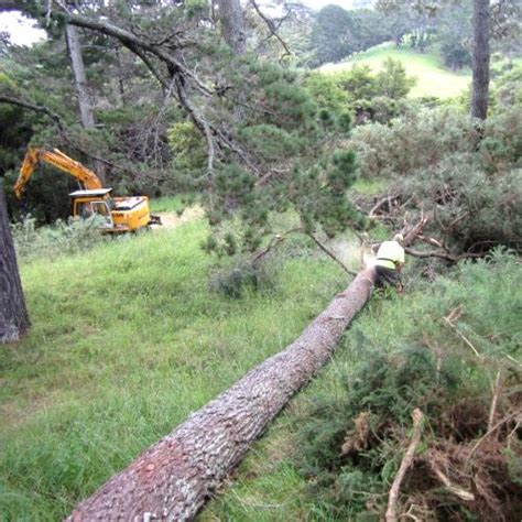 We strive to offer the best firewood in auckland. Services | Comer Firewood Auckland