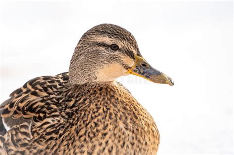 Female Duck On The Wuite Snow Background Stock Image Image Of