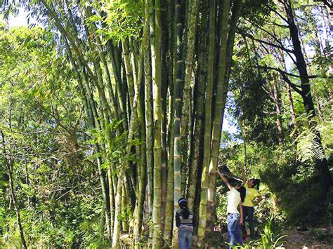 13k Hectare Land In Wv Eyed For Bamboo Plantation